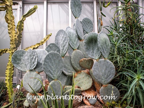 Opuntia ficus-indica Grey Form
These can become large plants.